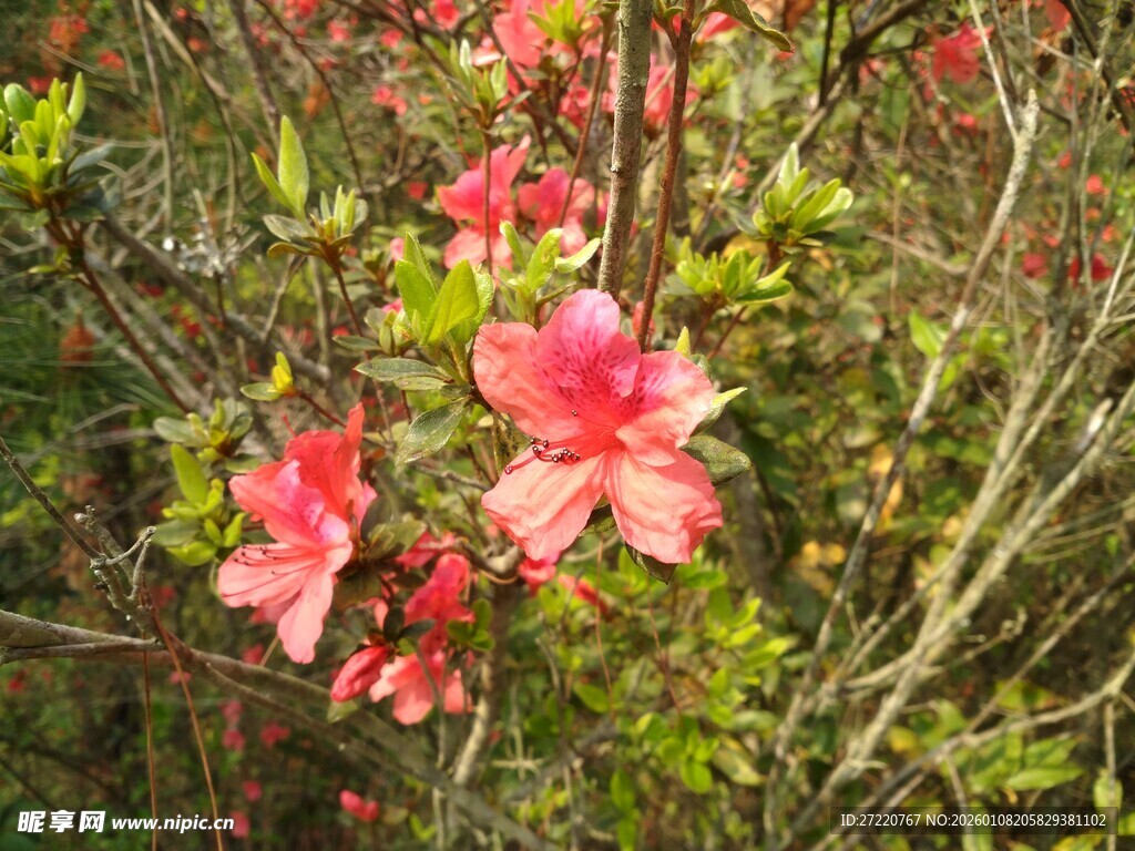 枝头绽放的娇艳红杜鹃