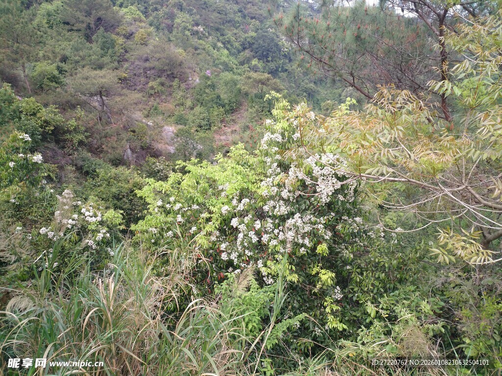 山间繁茂绿植景观