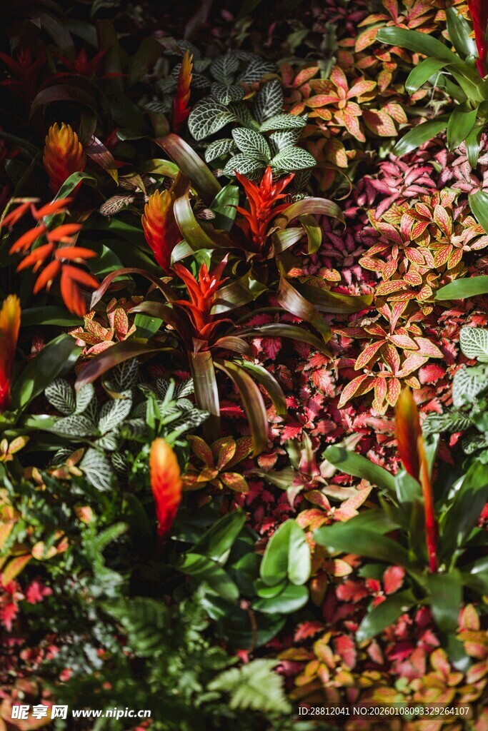 多彩植物绽放艳丽花朵