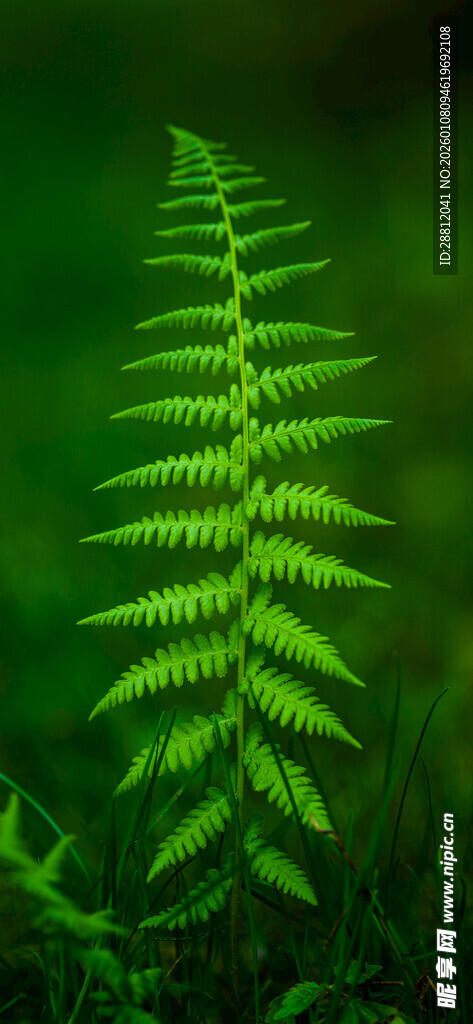 翠绿蕨类植物特写
