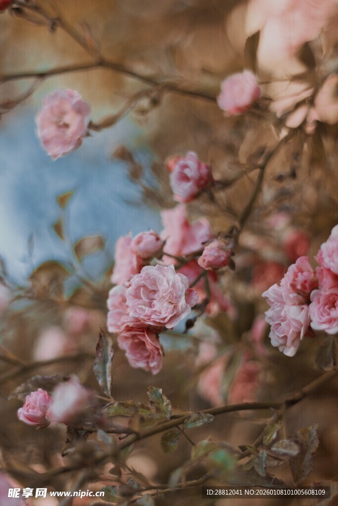 枝头绽放的粉嫩桃花