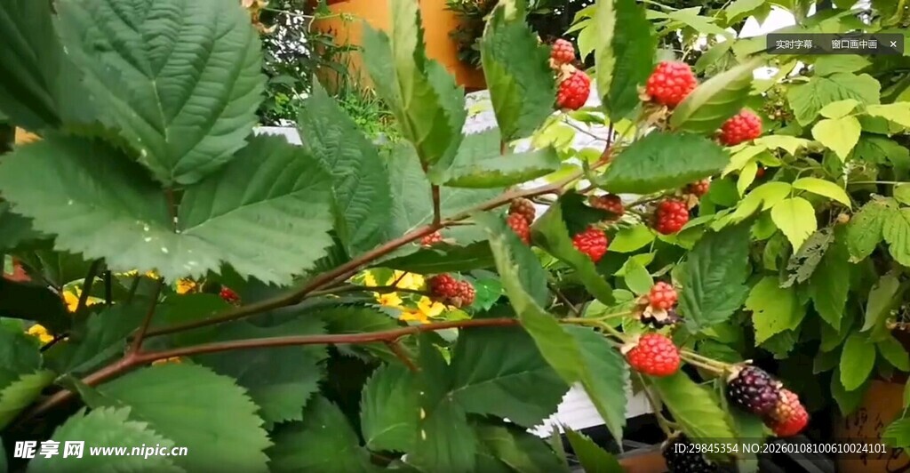 绿叶间的鲜艳草莓