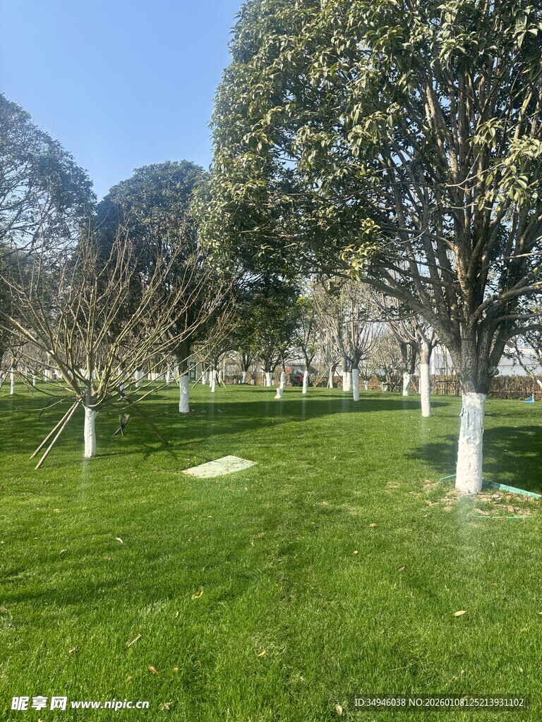 春日草地树木风景图