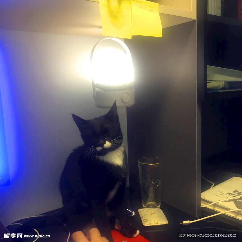 台灯下的黑白猫咪