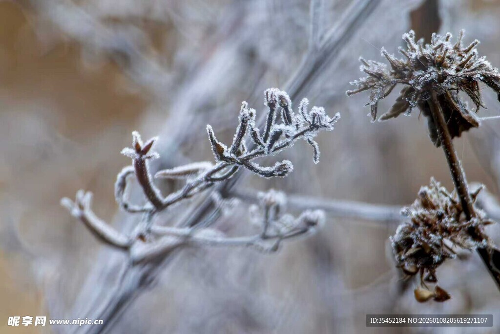 霜覆枝头