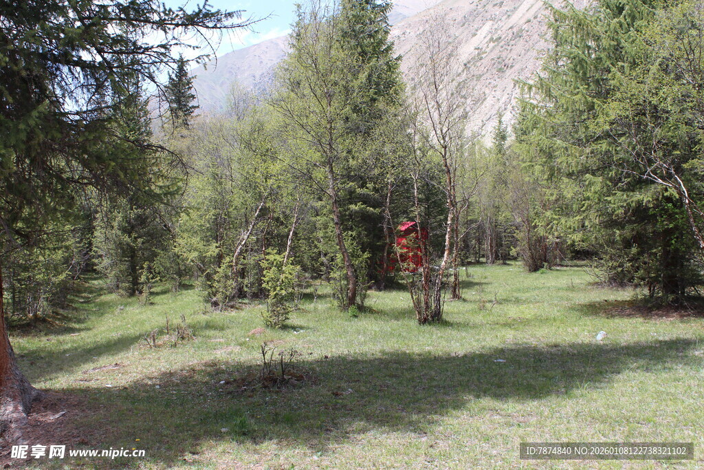 森林中的开阔草地景观