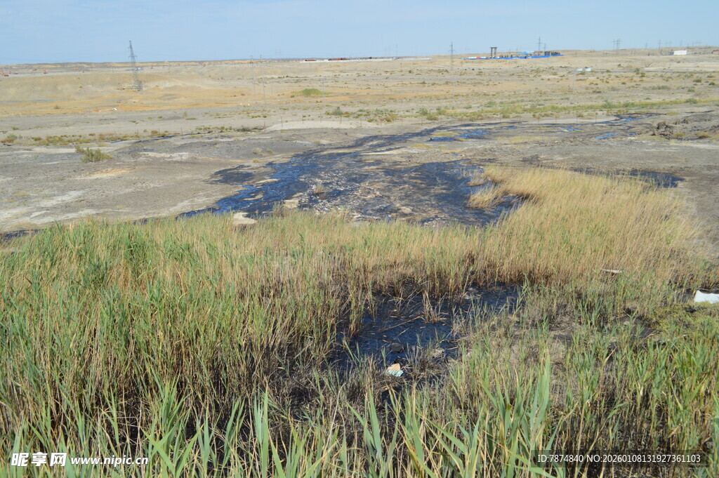 湿地中的积水与茂盛芦苇