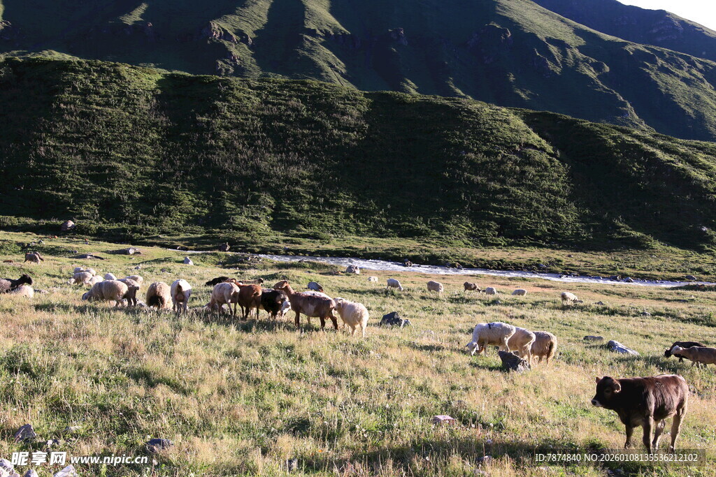 山间牧场景色