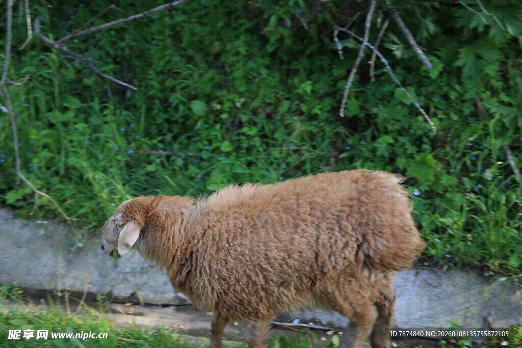 路边的棕色绵羊