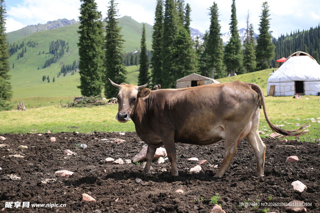 田园中耕地的黄牛