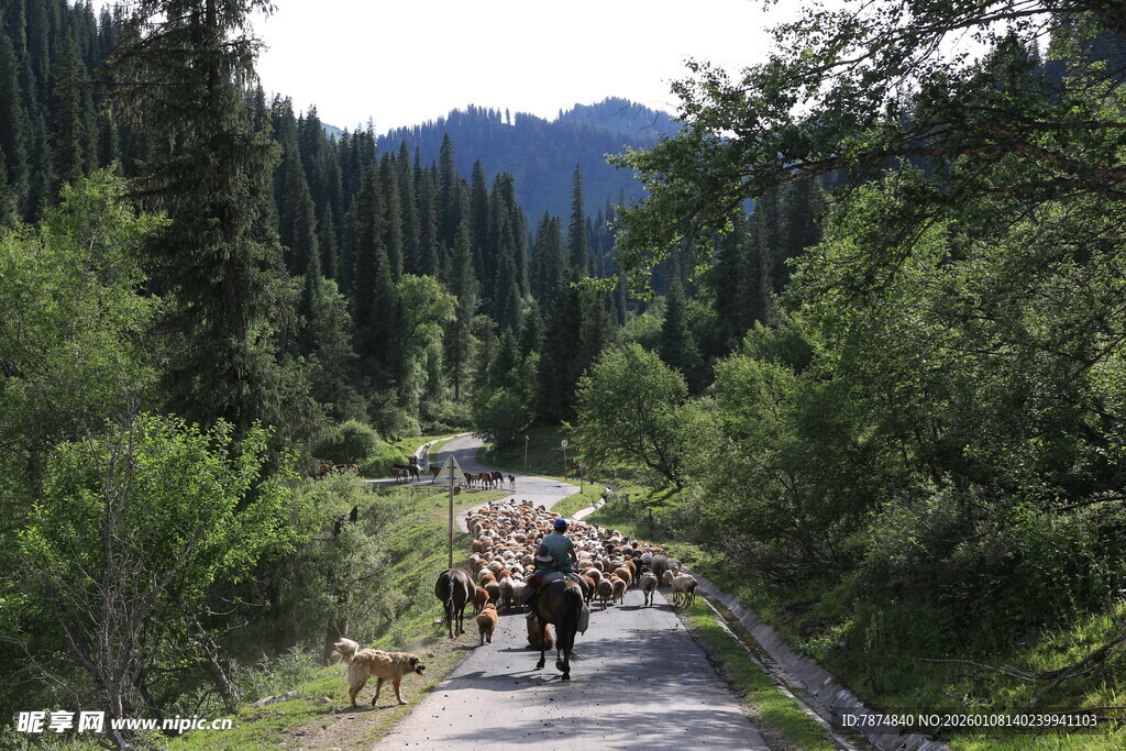 山间小道上的马队穿行