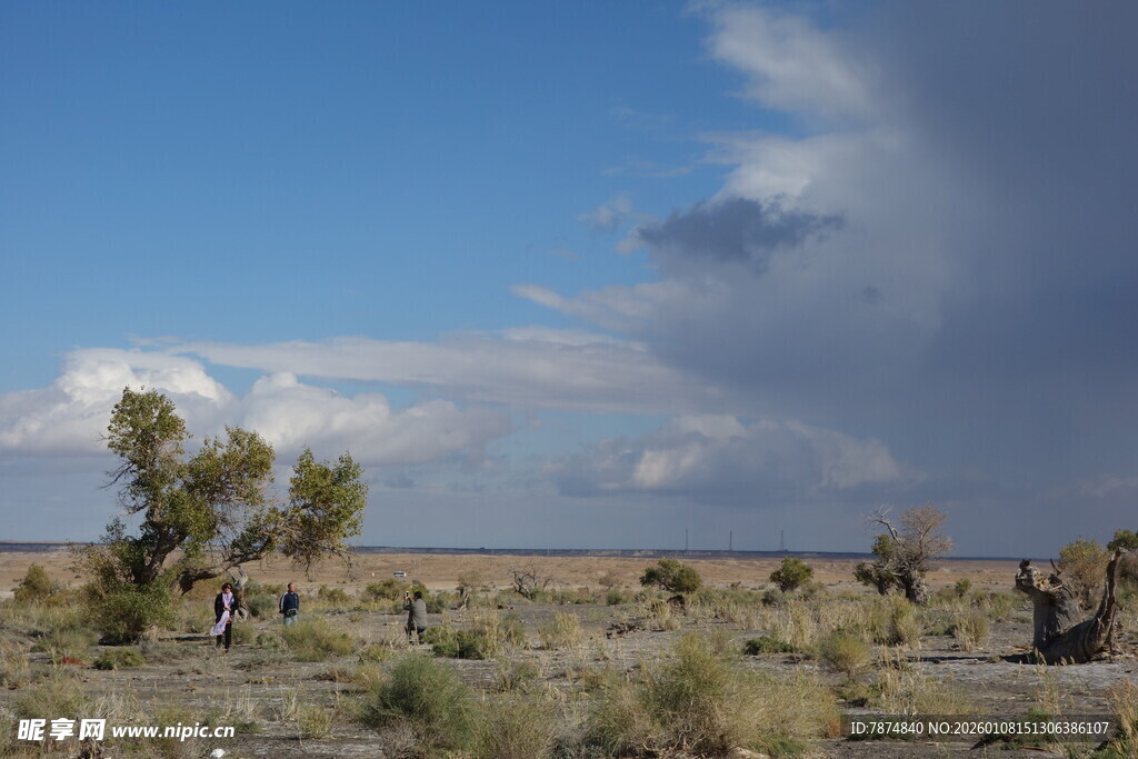 荒漠中的稀疏树木与蓝天