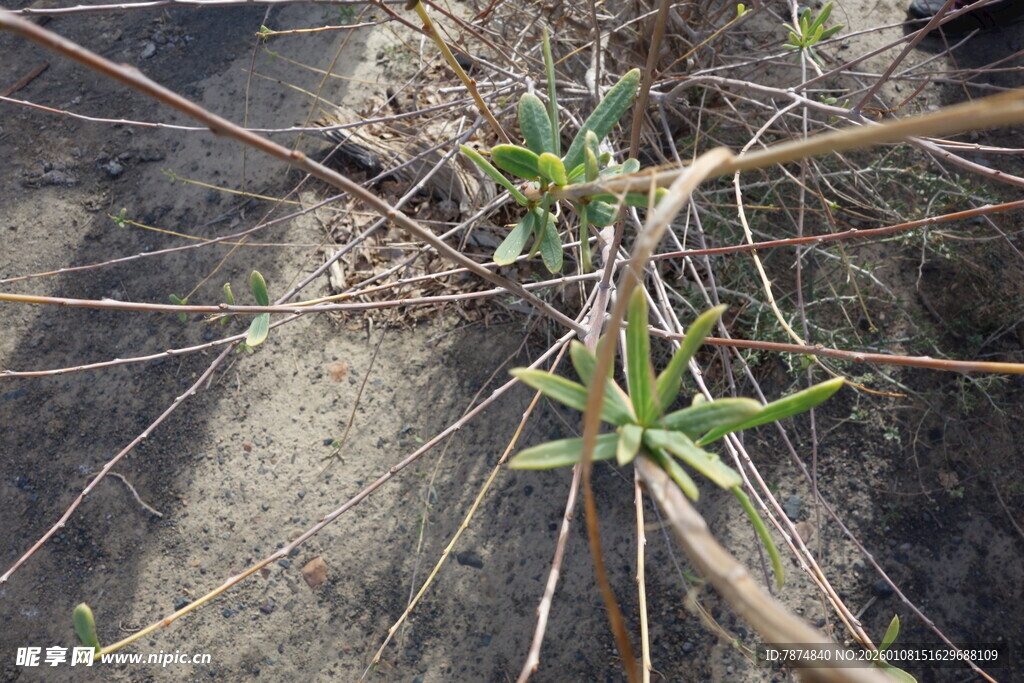 岩石缝隙中的顽强绿植