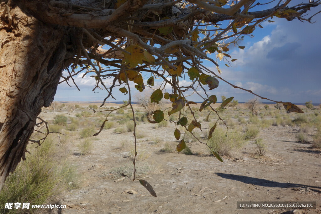 沙漠中枯树下的荒凉景象