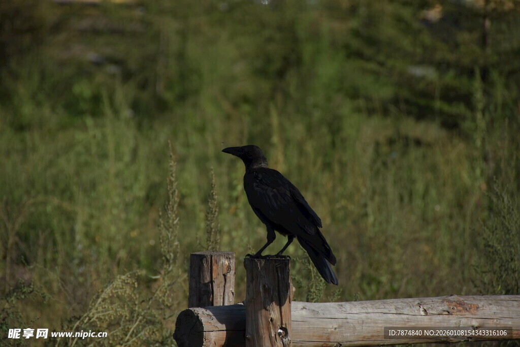 木桩上的黑鸟