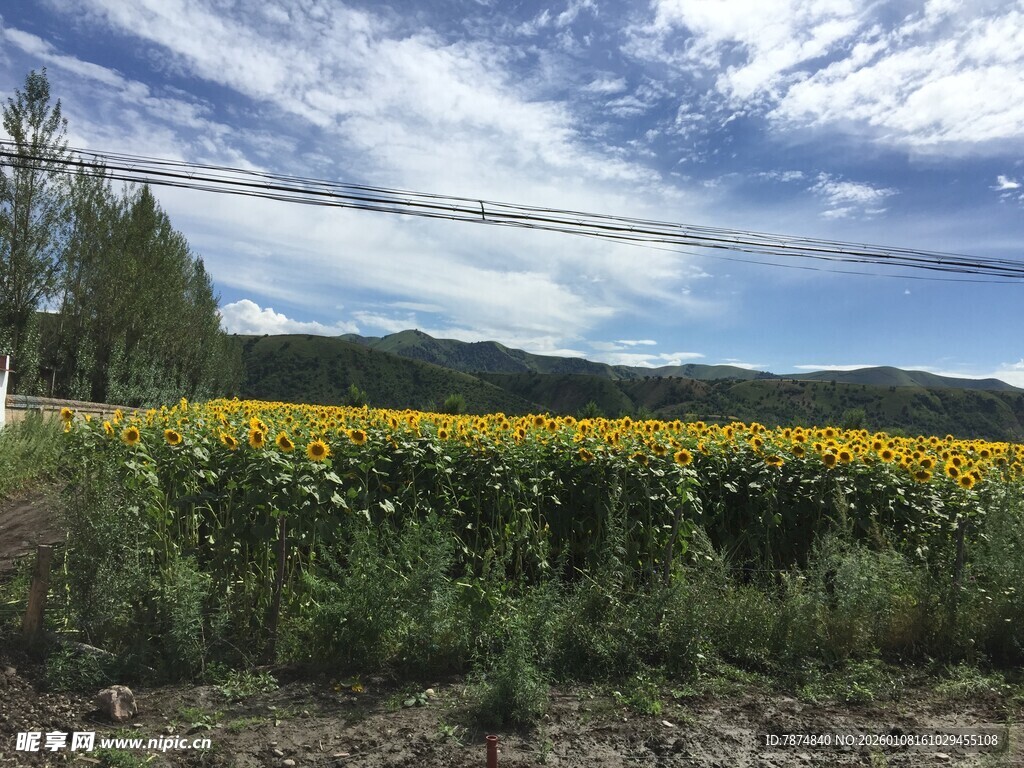 金黄向日葵田与蓝天白云