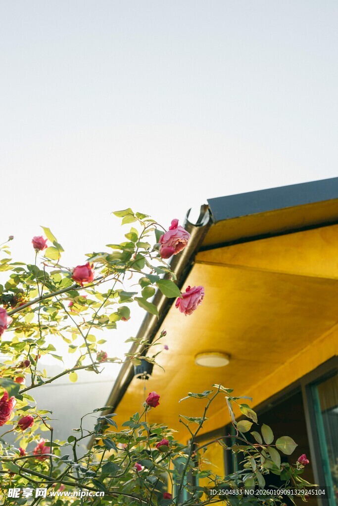 黄色遮阳篷下的缤纷花卉