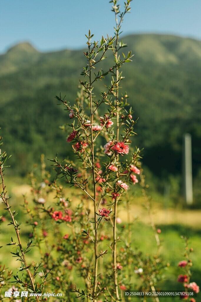 野外绽放的带刺红色小花