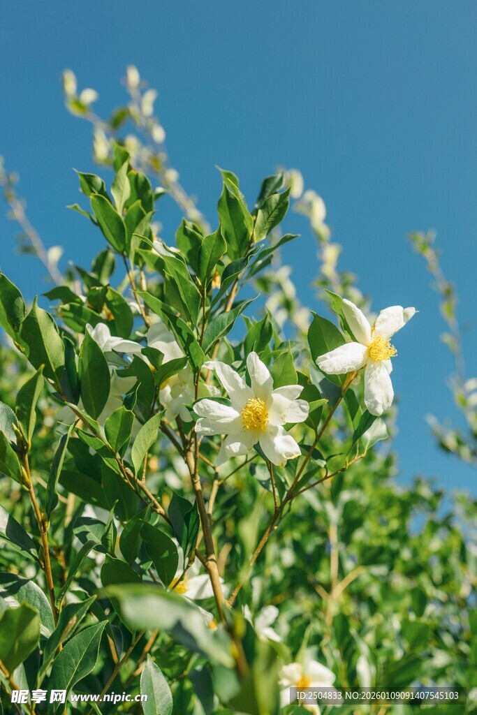 蓝天下绽放的白色小花