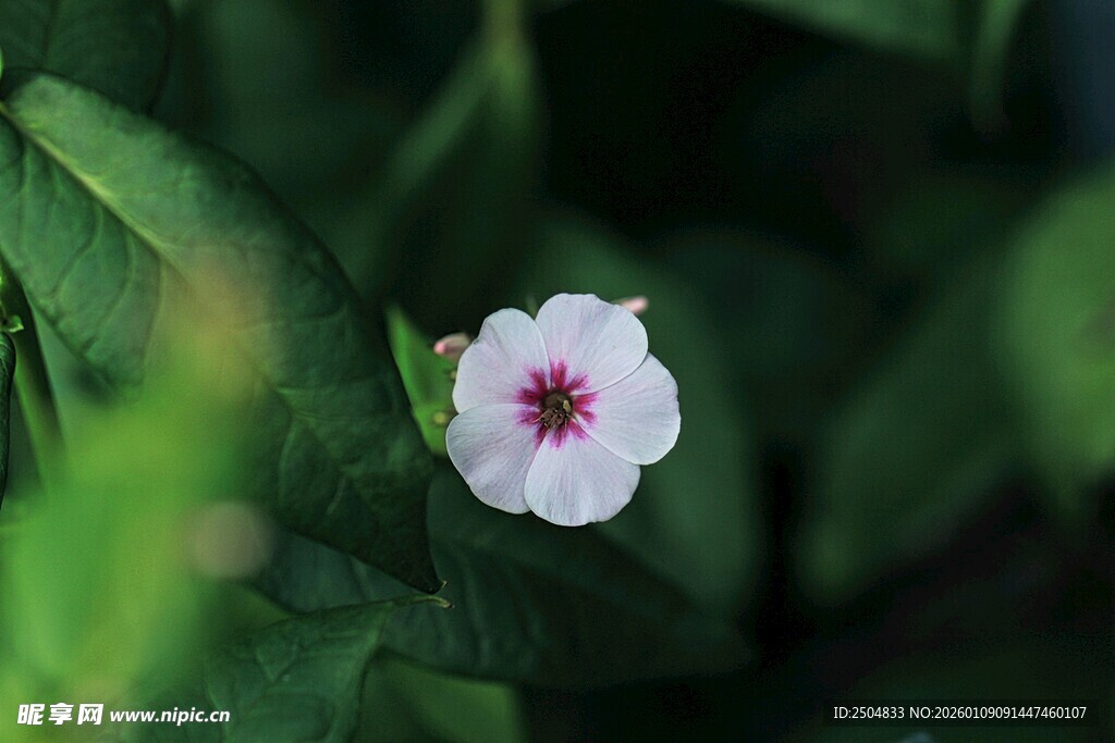 白色小花绽放于绿叶间