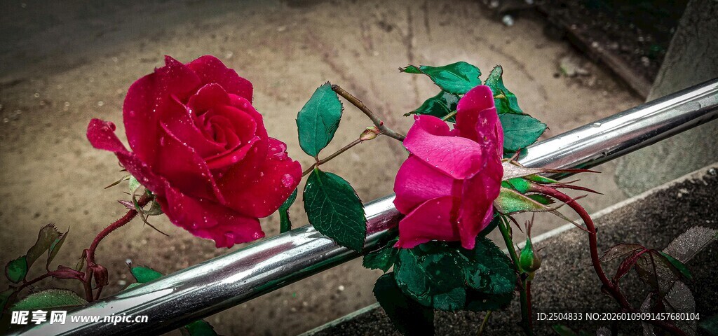 娇艳双玫瑰倚金属杆