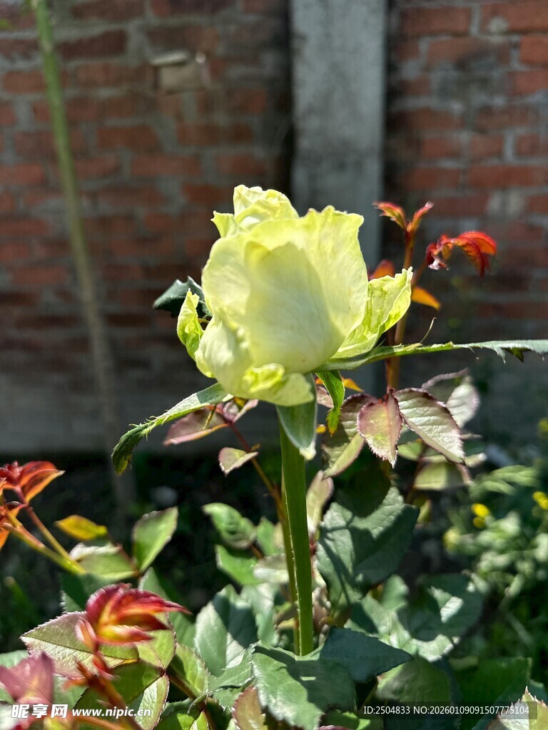 黄玫瑰绽放于绿植间