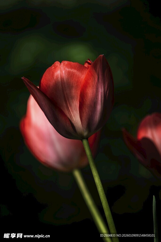 娇艳欲滴的红色郁金香