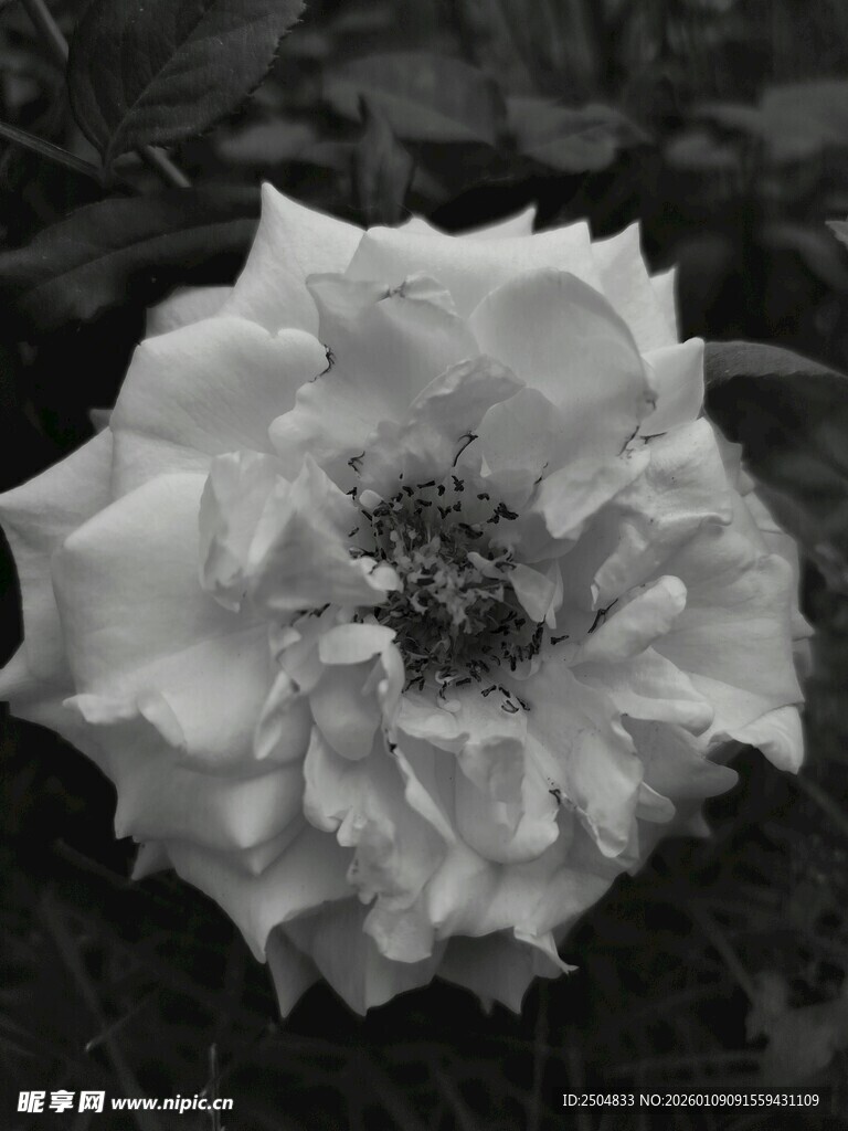 黑白绽放的优雅月季花