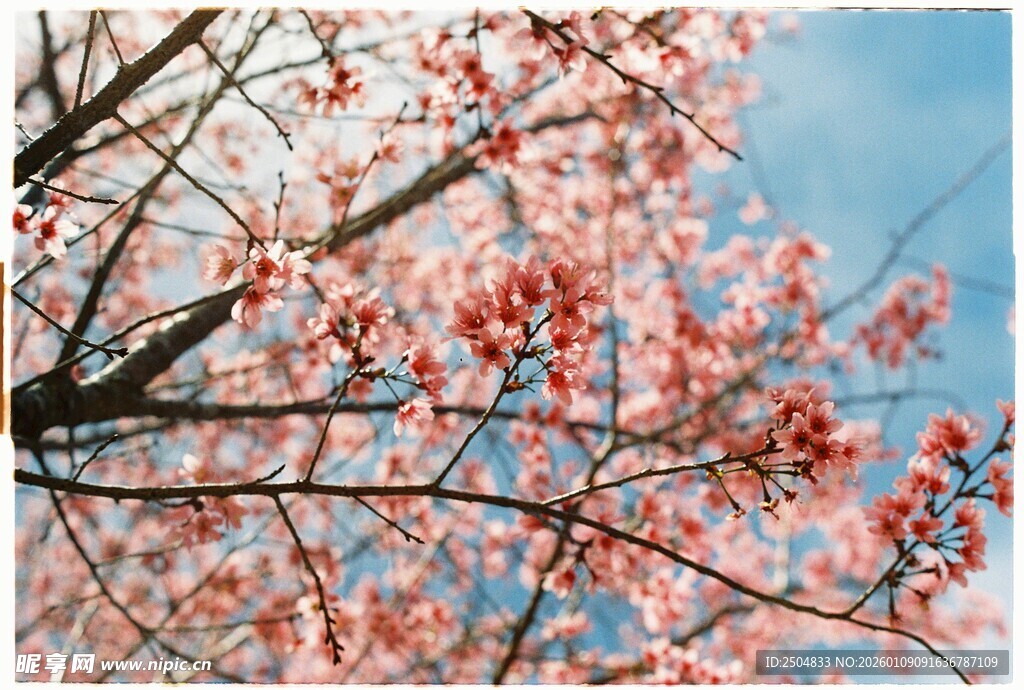 枝头绽放的粉嫩樱花