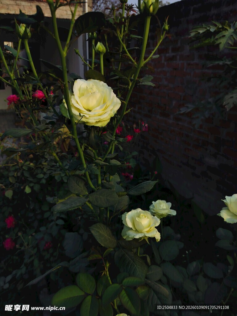 黄玫瑰绽放于绿植间