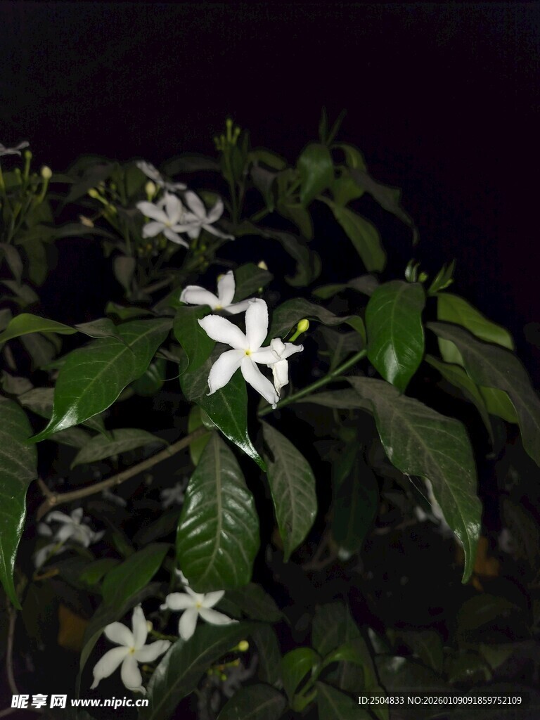 夜间绽放的素雅白色花朵