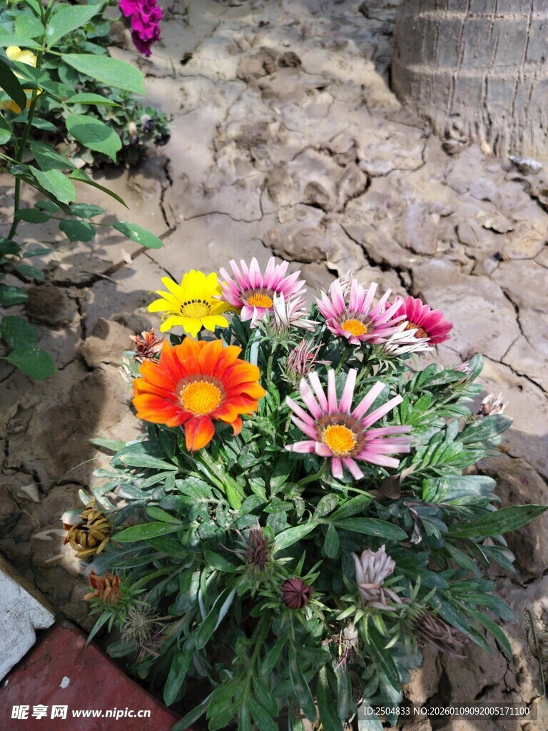 多彩盆栽花卉绽放生机