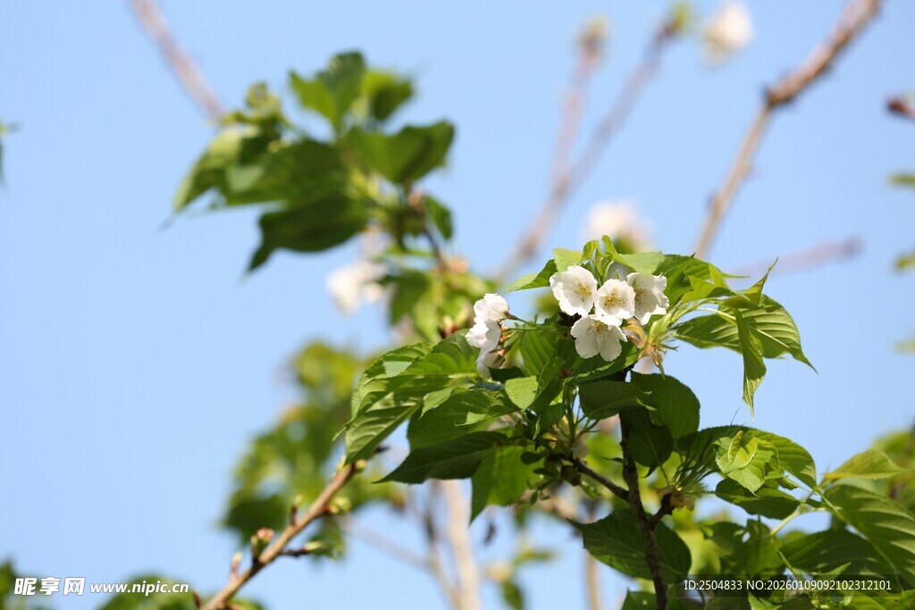 枝头绽放的白色小花