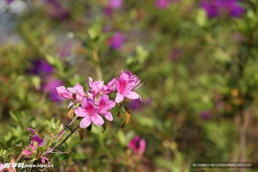 娇艳绽放的粉色花卉