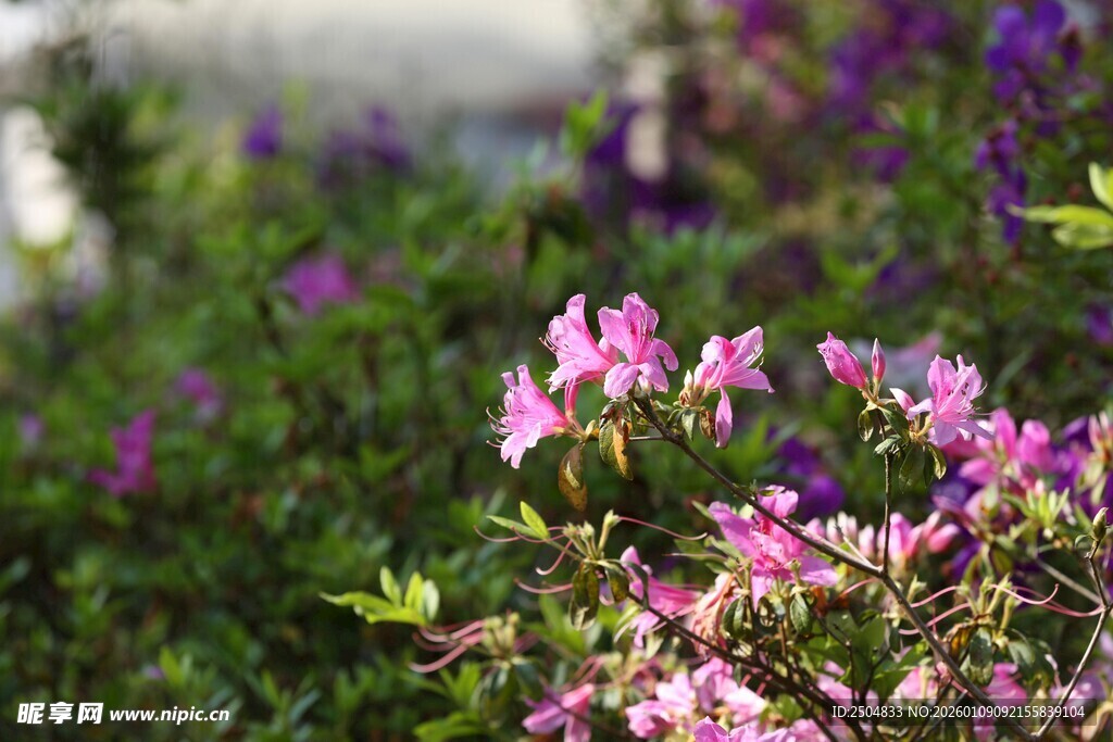 烂漫绽放的娇艳紫色花朵