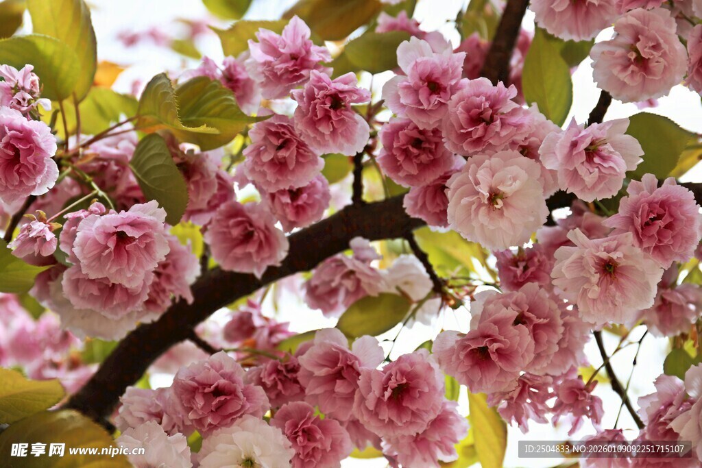 烂漫粉色繁花枝头绽放