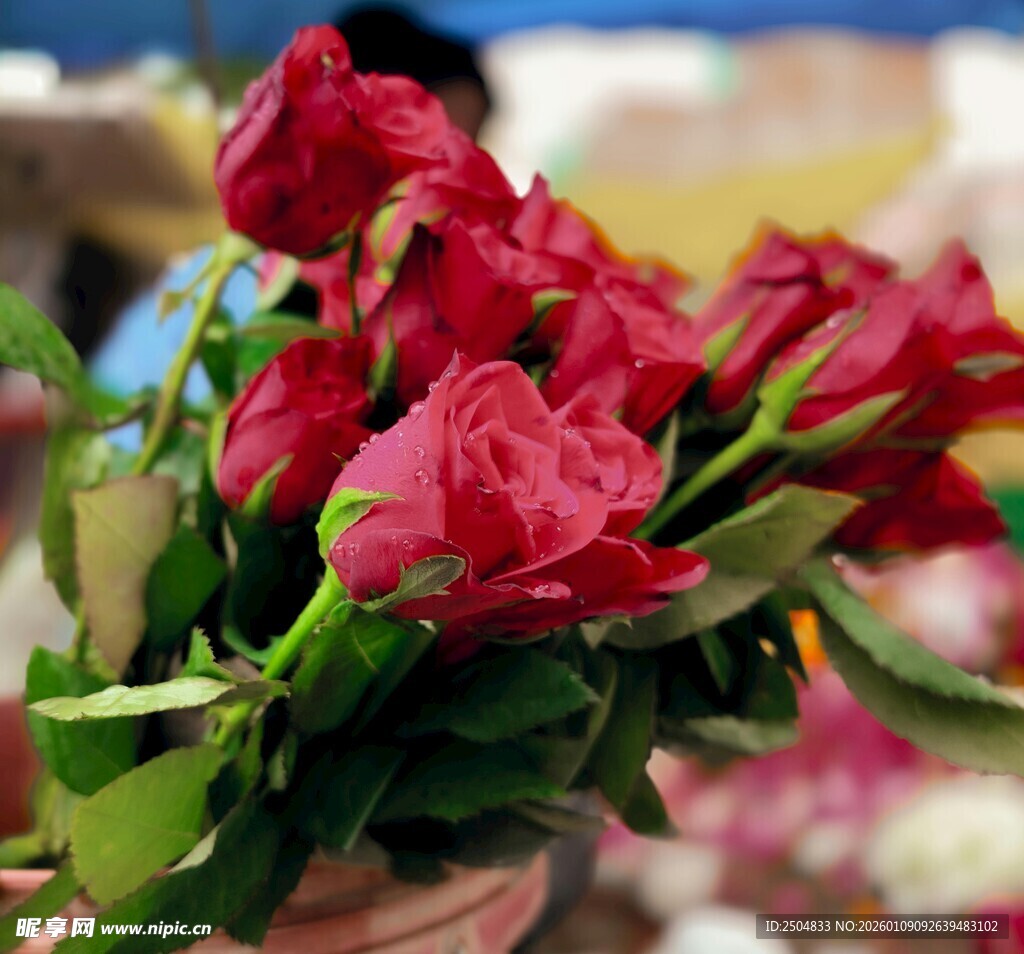 娇艳红玫瑰绽放生机