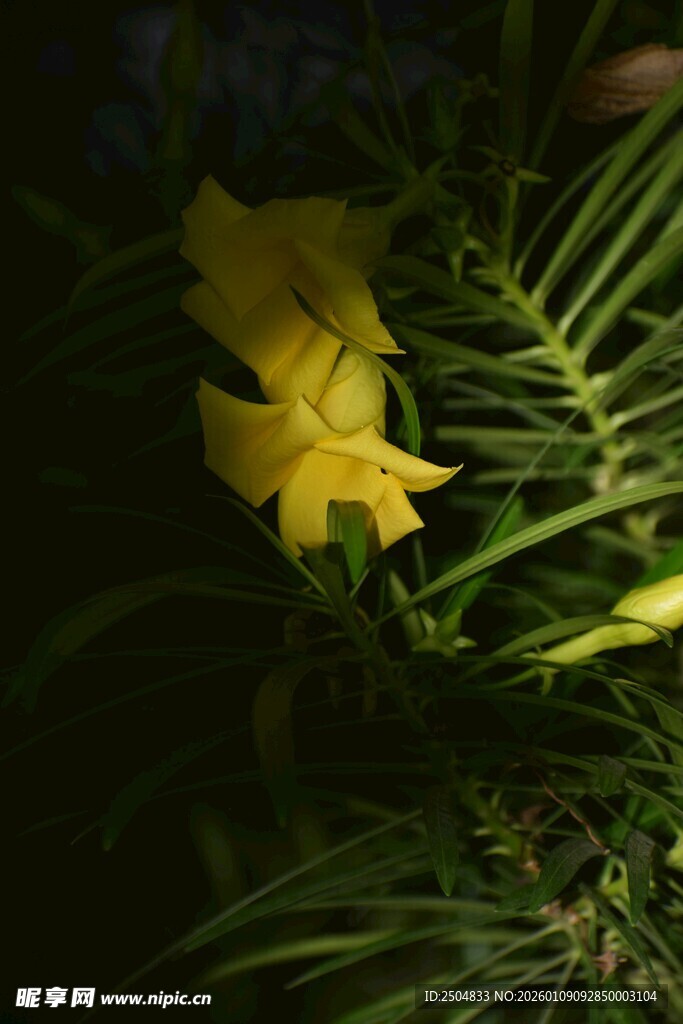 绿叶间的黄色小花