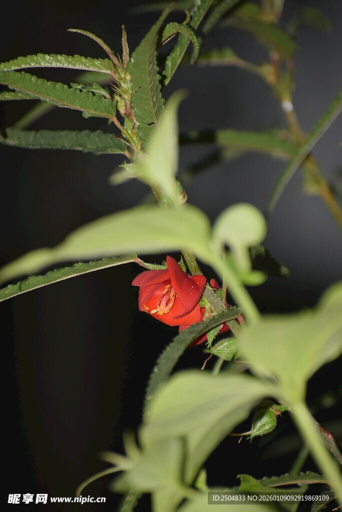 绿叶间的娇艳小红花