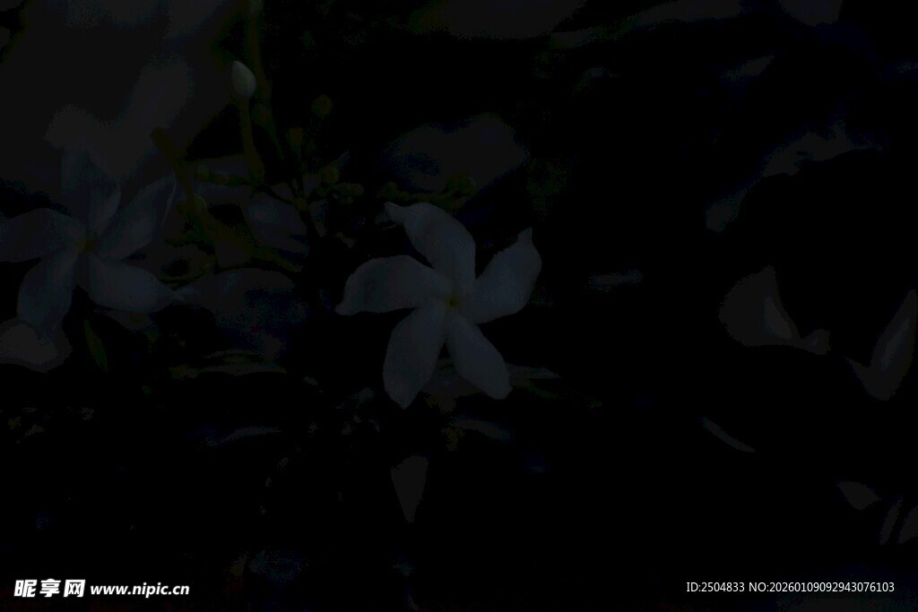 暗背景下的白色花朵