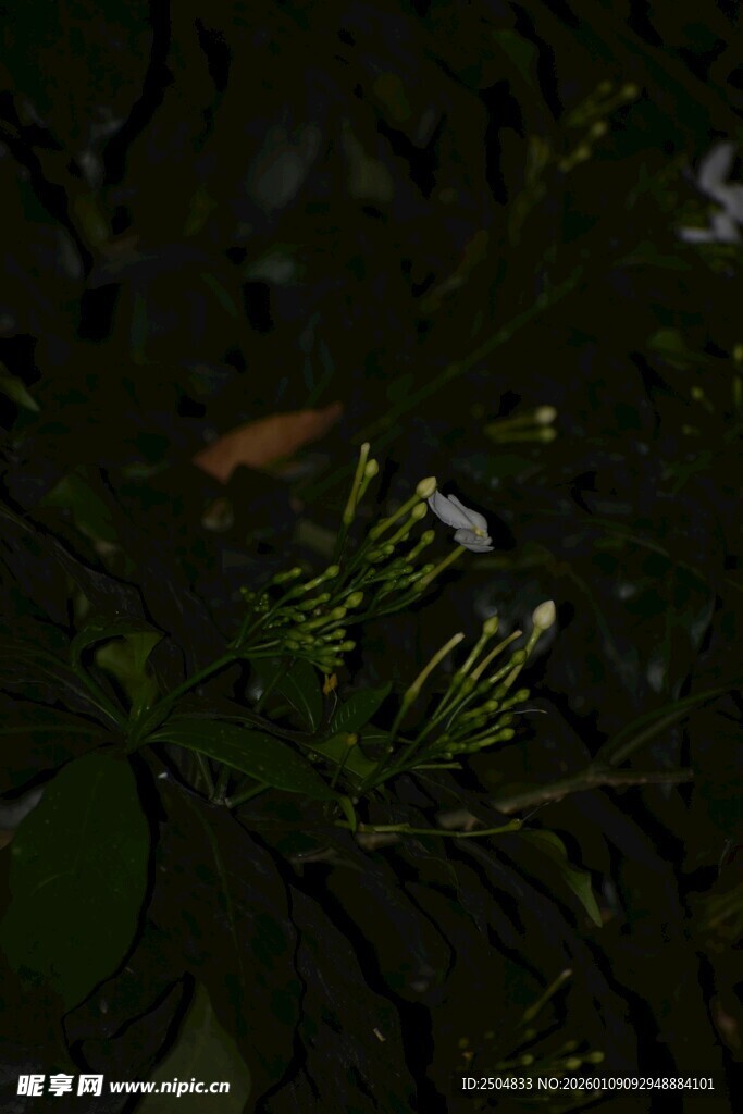 绿叶丛中的白色小花