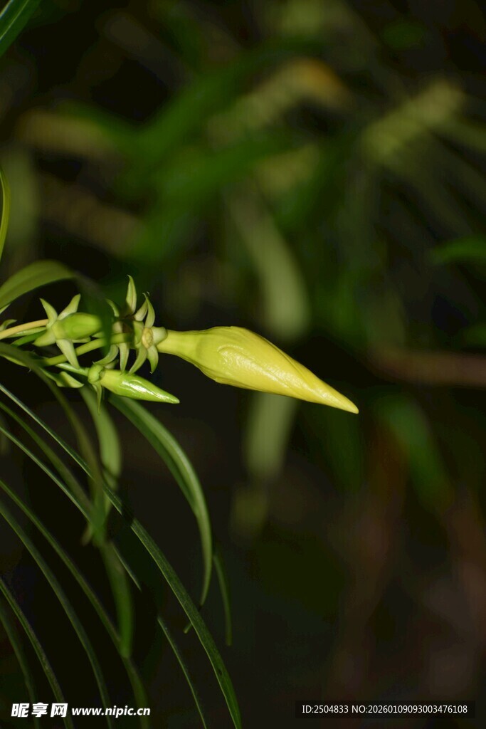 嫩绿叶片的清新植物