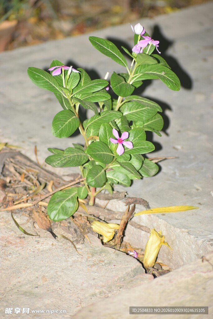 地面生长的娇小紫色花朵植物