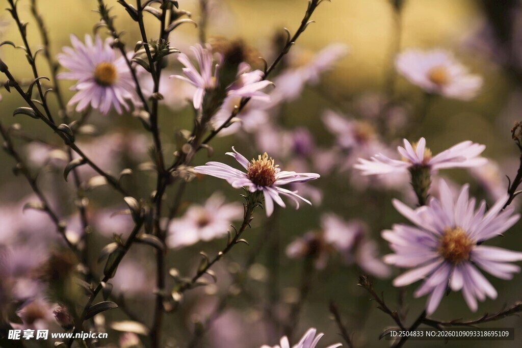 绽放的紫色小花