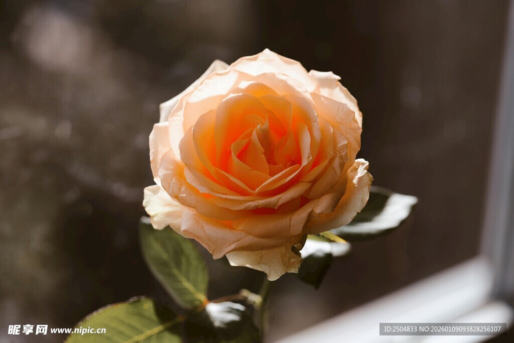 橙黄色单朵玫瑰特写