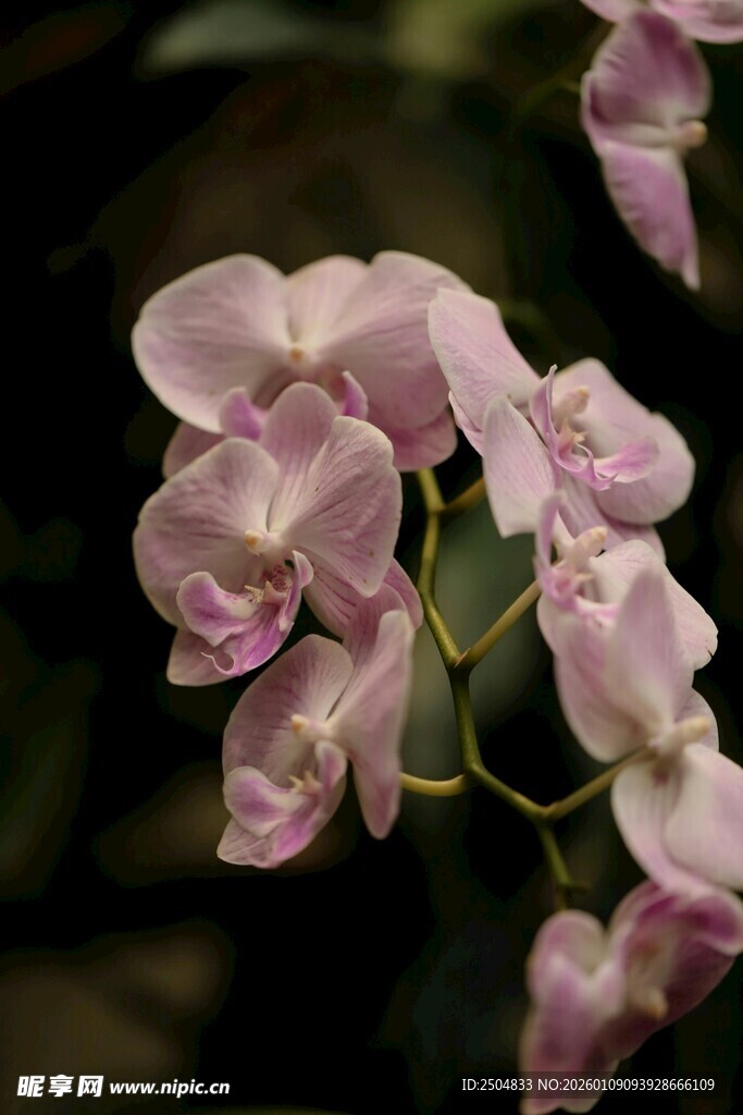 粉色娇美兰花绽放