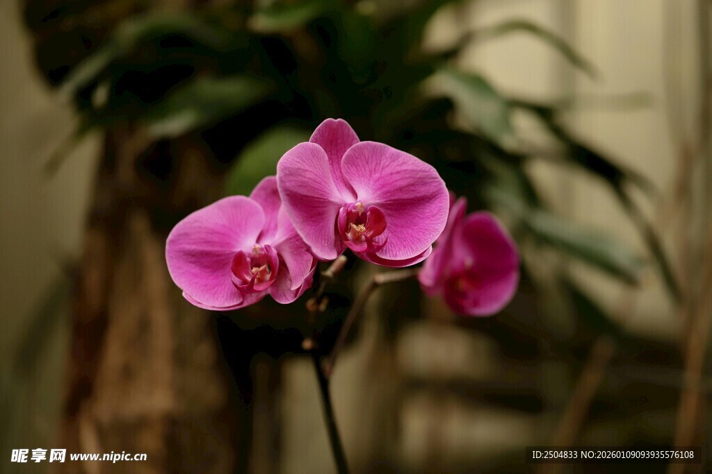 娇艳粉色蝴蝶兰绽放