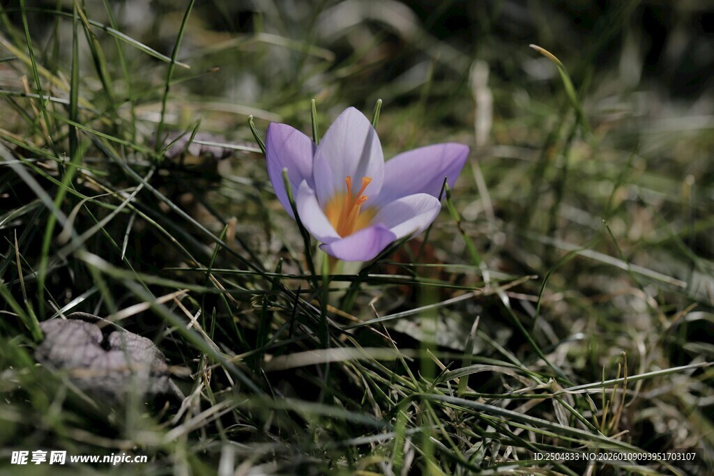 草丛中的紫色番红花