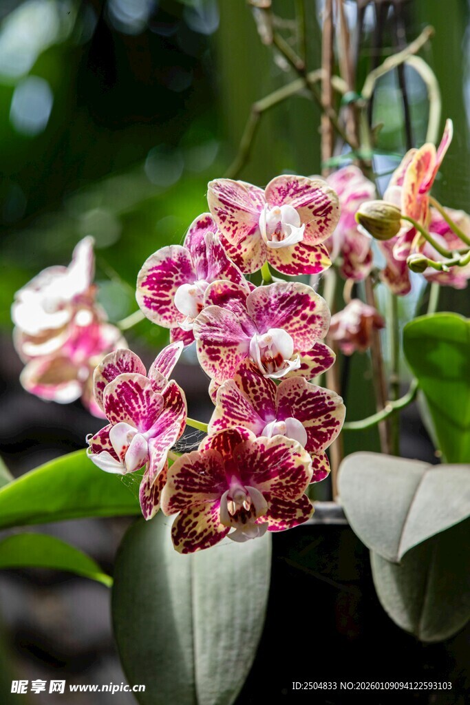 娇艳多彩兰花绽放