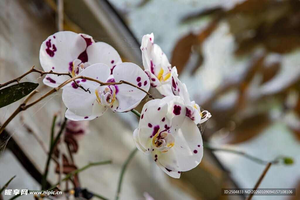 白色斑点兰花特写